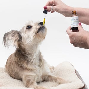 cbd biocare oil for pets